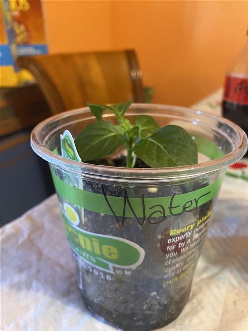 Plant